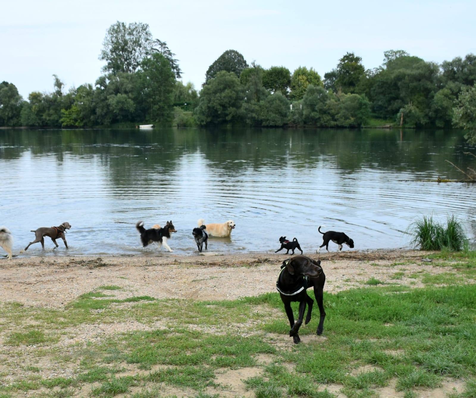 éducation et dressage de chiens Savoie